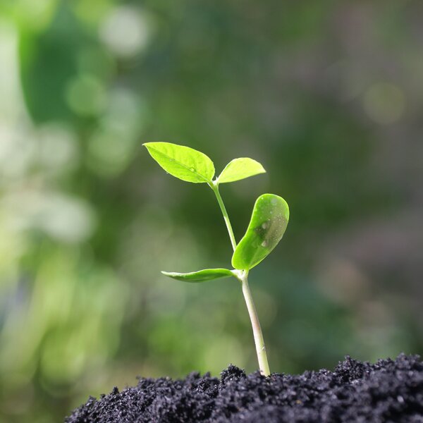 A young plant sprouting forth from fresh soil.